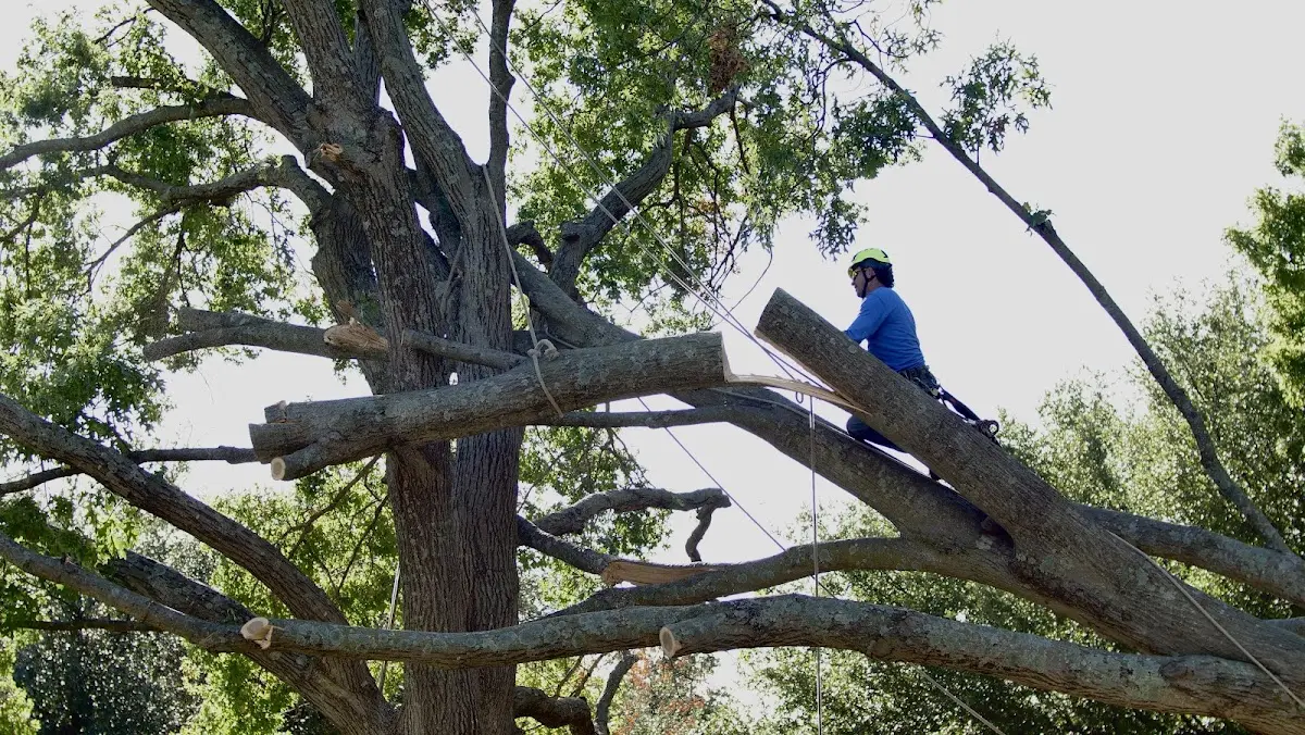 Professional Crown Thinning performed by certified arborists in Roper
