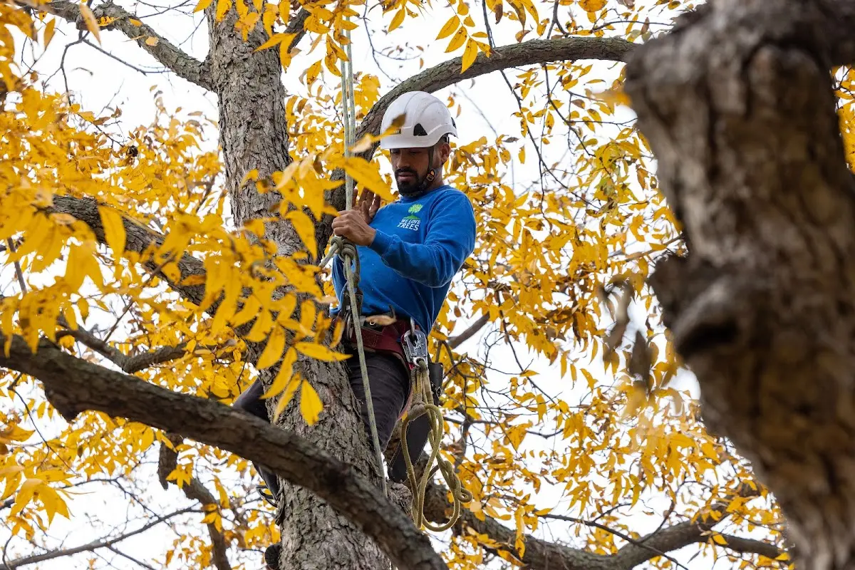 Skilled Emergency Tree Service crew working in Roper